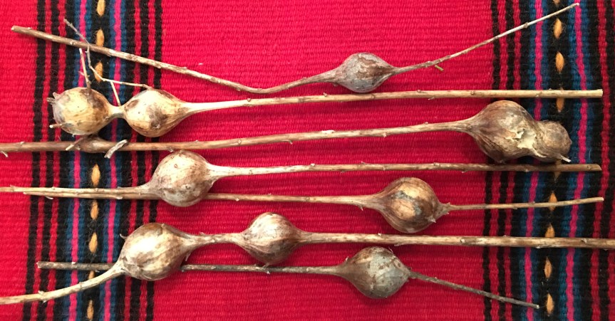 Witchcraft Charms, Talismans & Amulets with Goldenrod&nbsp;Galls