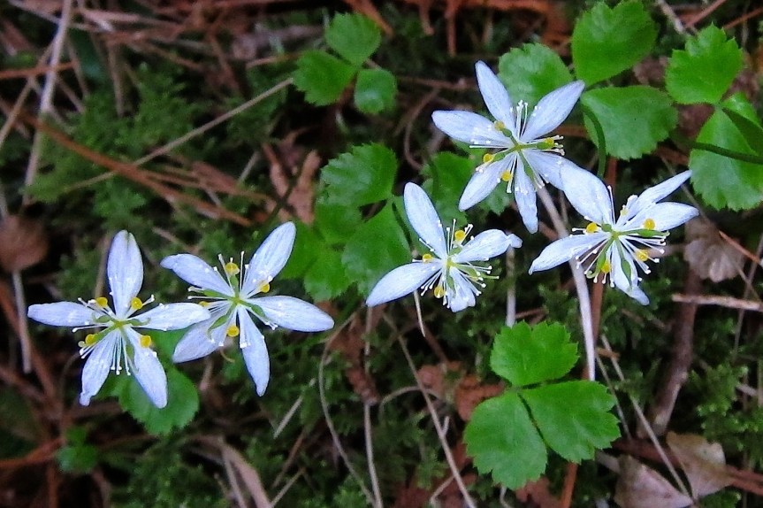 Endangered Species; Herb Guide:&nbsp;Goldthread