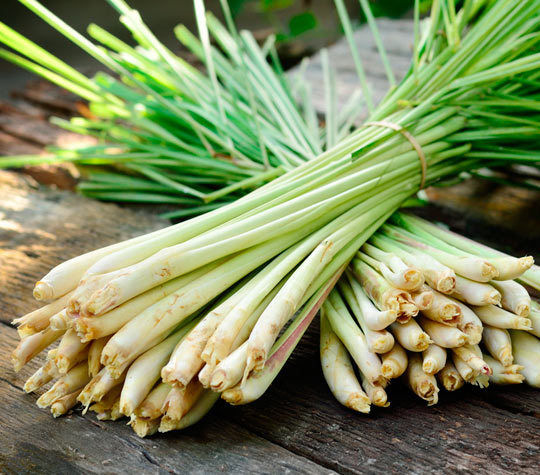 Growing Lemongrass