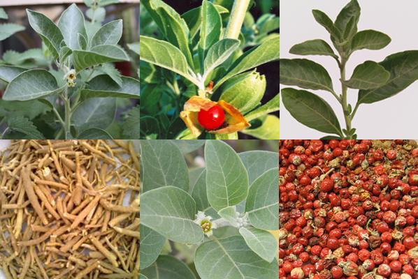 Ashwagandha Root Extract Improves Symptoms of Obsessive-Compulsive Disorder in Patients Taking Selective Serotonin Re-uptake&nbsp;Inhibitors