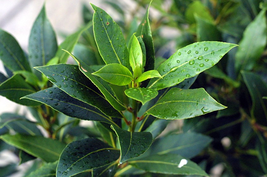 Herb Guide: Bay&nbsp;Laurel