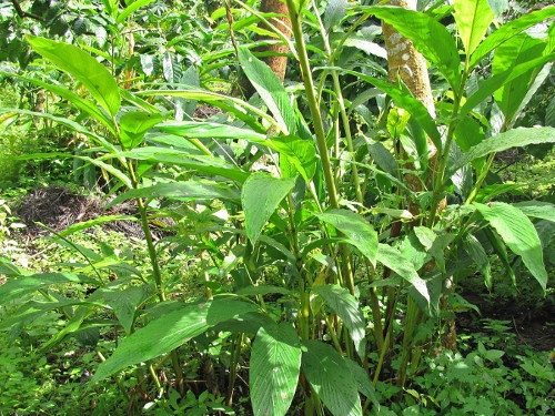 The Spice Pantry: Queen of the Spices,&nbsp;Cardamon