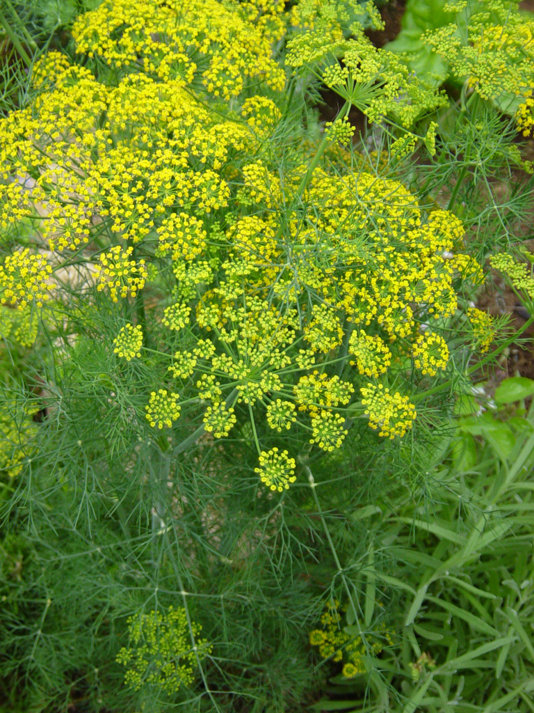 Aromatic Culinary Herb Called the&nbsp;Dill