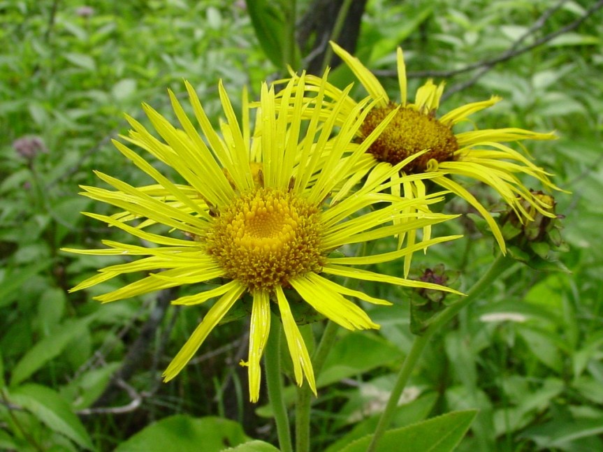 What Is Elecampane?