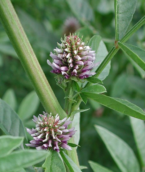 licorice root plant