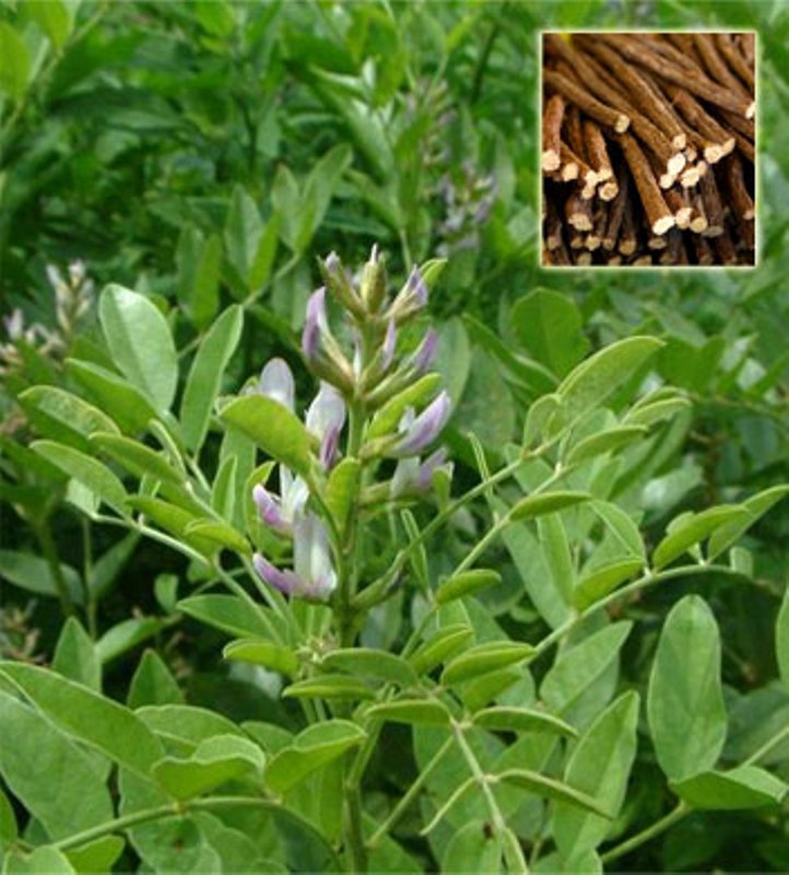 What Is Licorice&nbsp;Root?