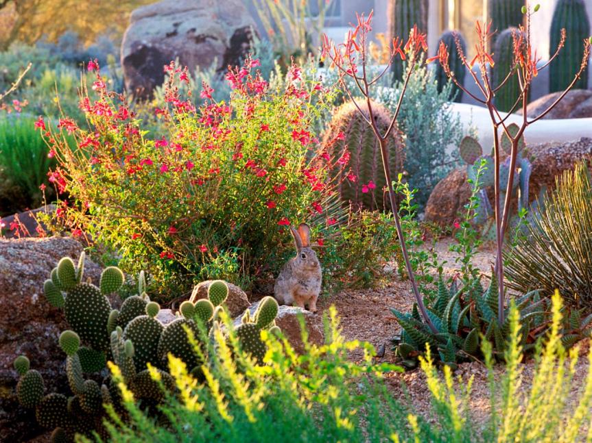Tips For Growing and Preserving Herbs In The Low&nbsp;Desert