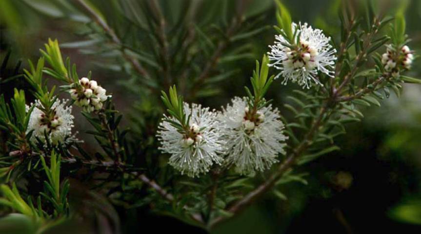 Medicinal Value of Tea Tree {Melaleuca&nbsp;alternifolia}