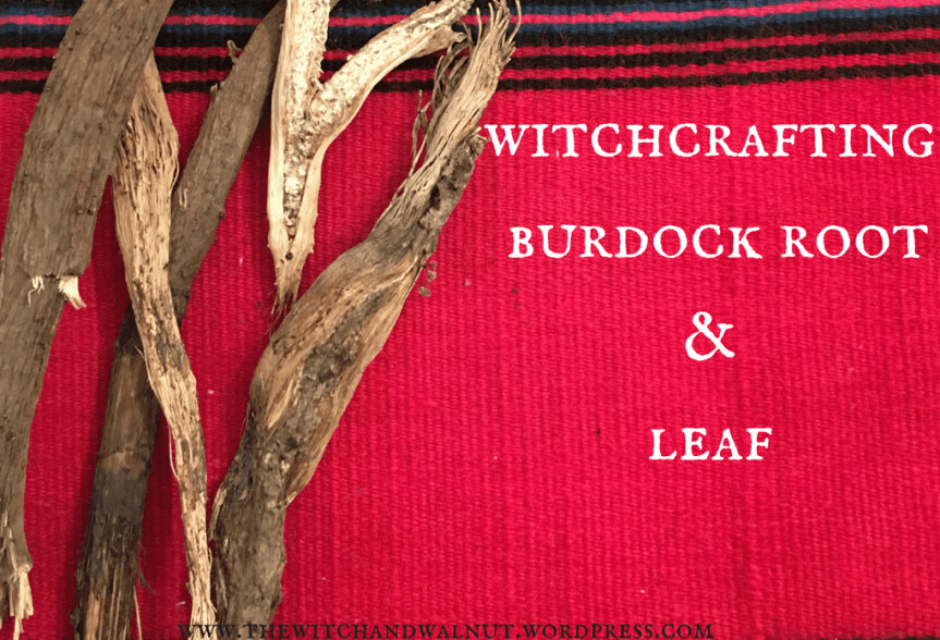 Witchcrafting with Burdock Root &&nbsp;Leaf