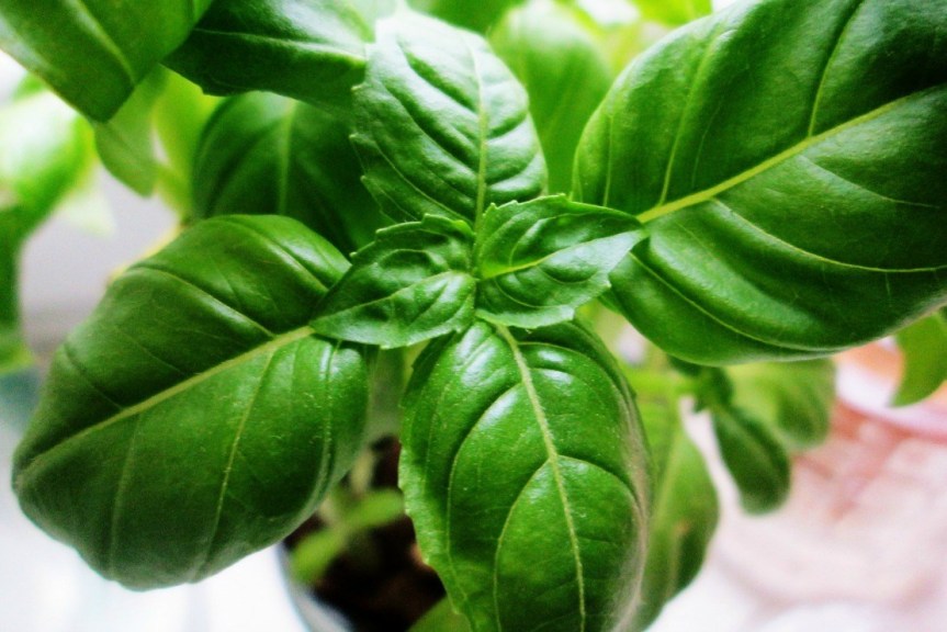 Pantry Profile: Basil {Ocimum&nbsp;basilicum}
