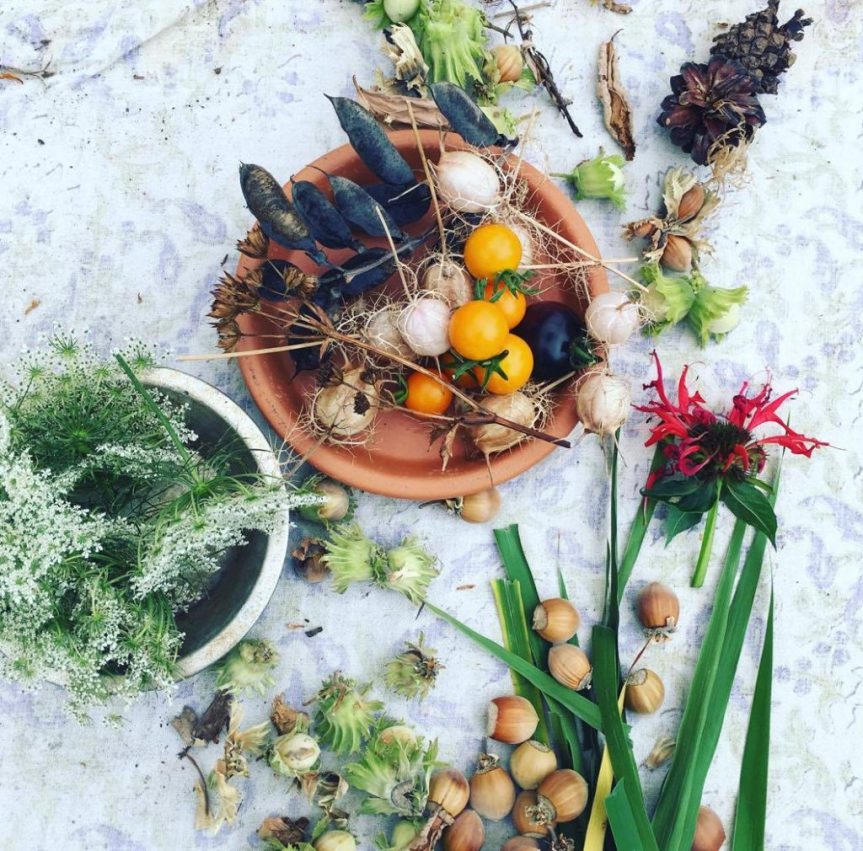 Native American Herbs of the&nbsp;Northeast