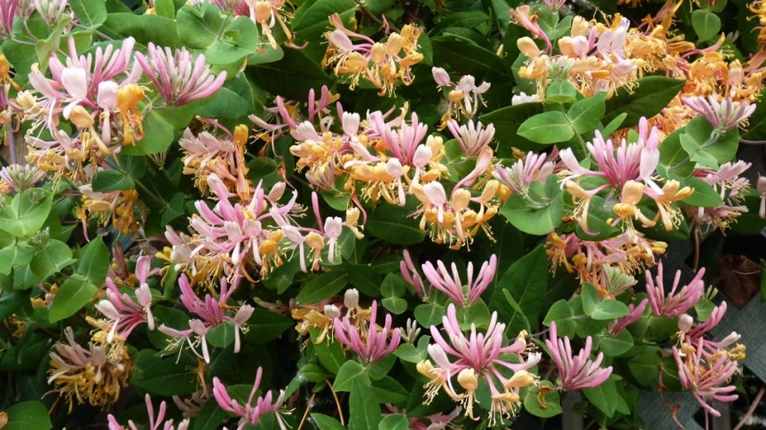 Honeysuckle {Lonicera caprifolium / Lonicera&nbsp;japonica}