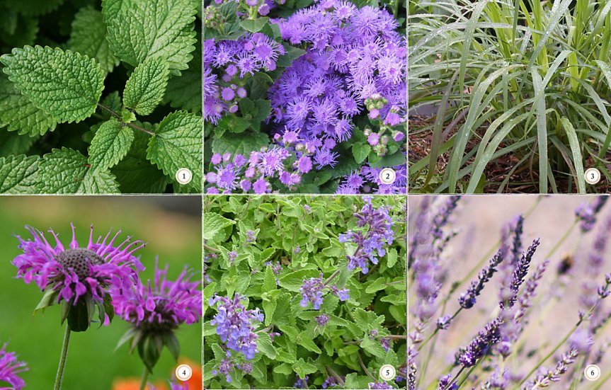 6 Bug Repellent Patio&nbsp;Plants
