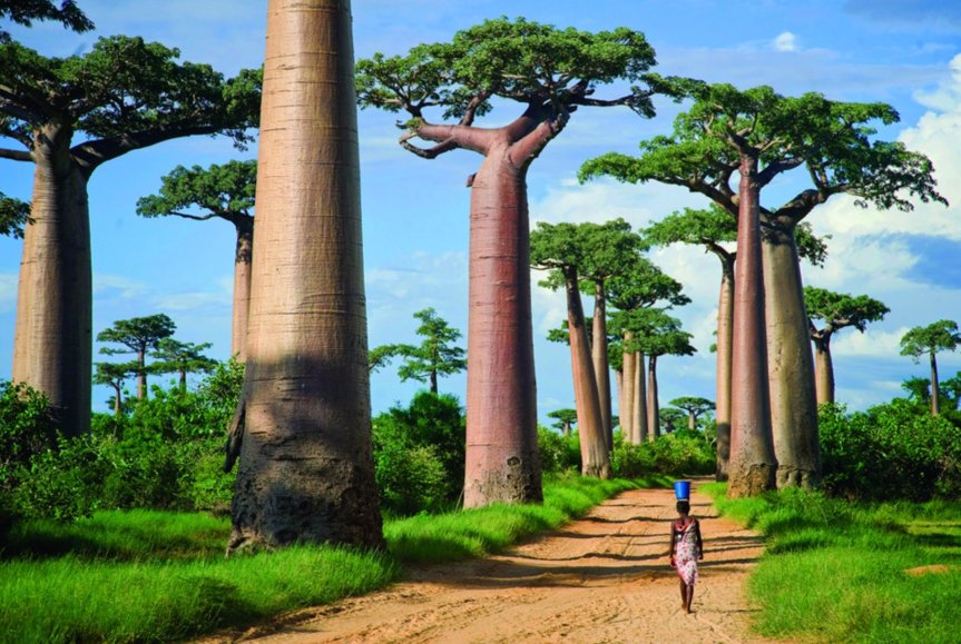 Geographical Variation in Nutritional Content of&nbsp;Baobab