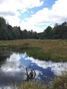 A beaver dam in the early fall at Parker Dam State Park, Pennsylvania