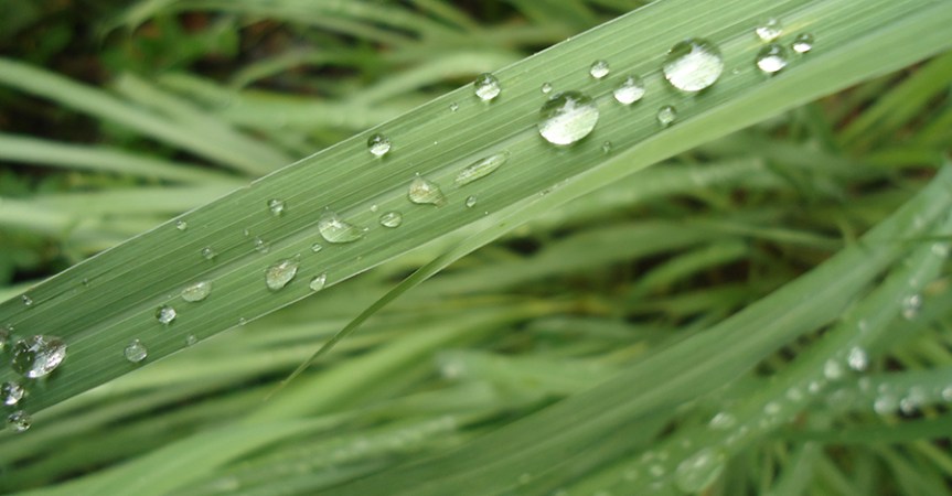 Food as Medicine: West Indian Lemongrass (Cymbopogon citratus,&nbsp;Poaceae)