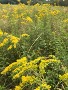 Field of Goldenrod in Fall