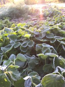 Sunrise at First Frost