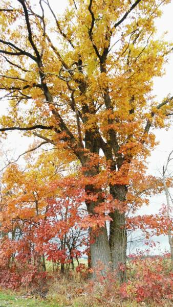 A glorious oak tree in fall colors!