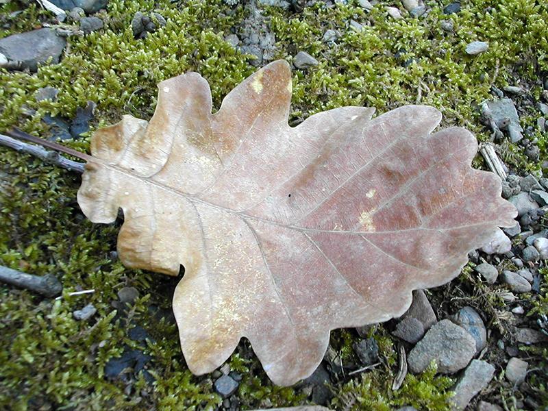 ENCOUNTERS IN GRATITUDE AND A CHANCE TO&nbsp;LISTEN