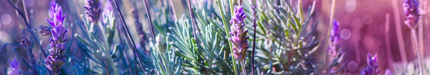 Eleven Old-Fashioned Potpourri Mixes You Can Make {Lavender&nbsp;Potpouriis}