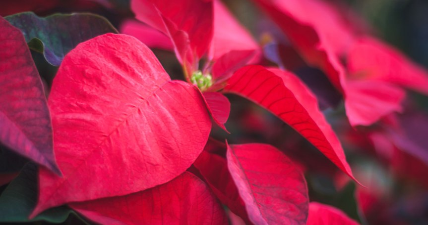 12 Popular Christmas&nbsp;Plants