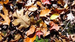 The cycles of nature