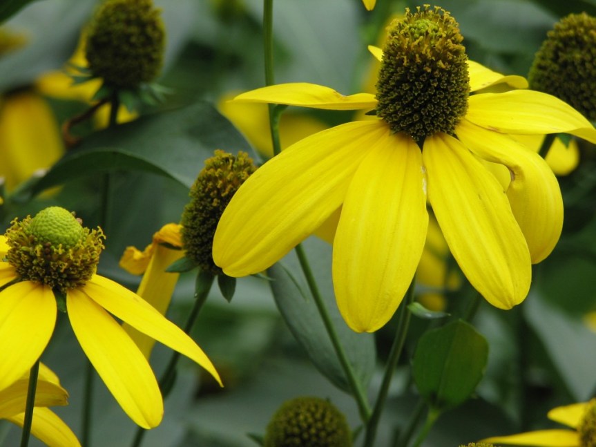 A Passion For&nbsp;Herbs