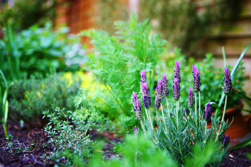 Already Thinking About Designing A Herb&nbsp;Garden?