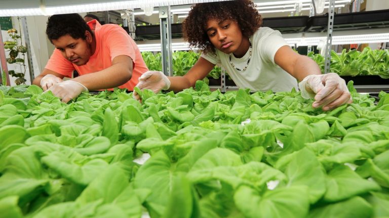 NYC’s largest student-built hydroponic farm leading students and Bronx community to healthier&nbsp;futures