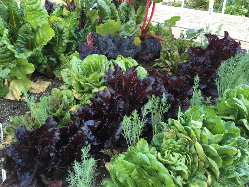 February in the Low&nbsp;Desert