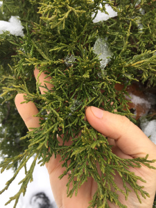 Juniper here on the land