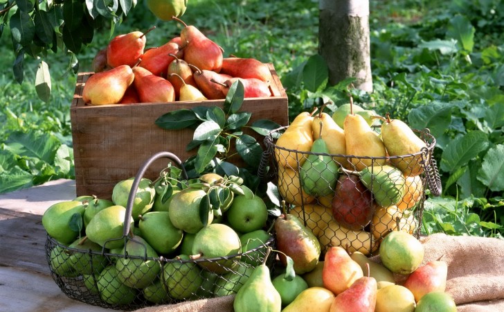 Food as Medicine: Pear (Pyrus communis and P. pyrifolia,&nbsp;Rosaceae)