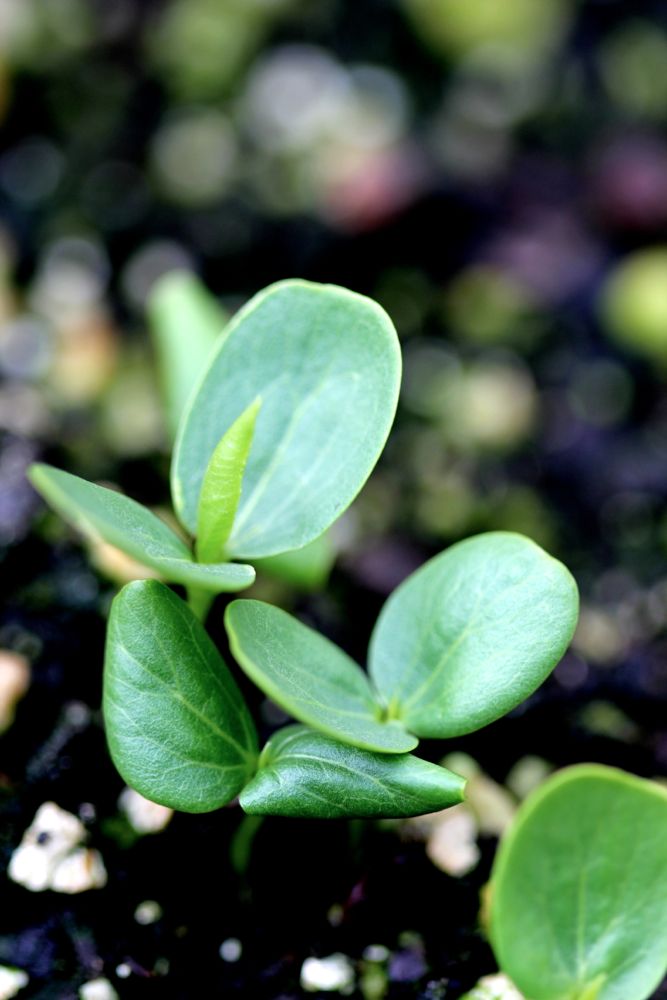 Starting Plants: Grow Your Own Vegetable Garden&nbsp;Transplants