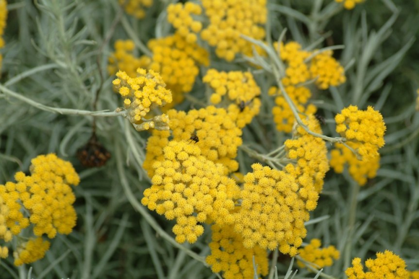 The Sleeping Giant of Mediterranean Herbal Medicine: Helichrysum&nbsp;italicum