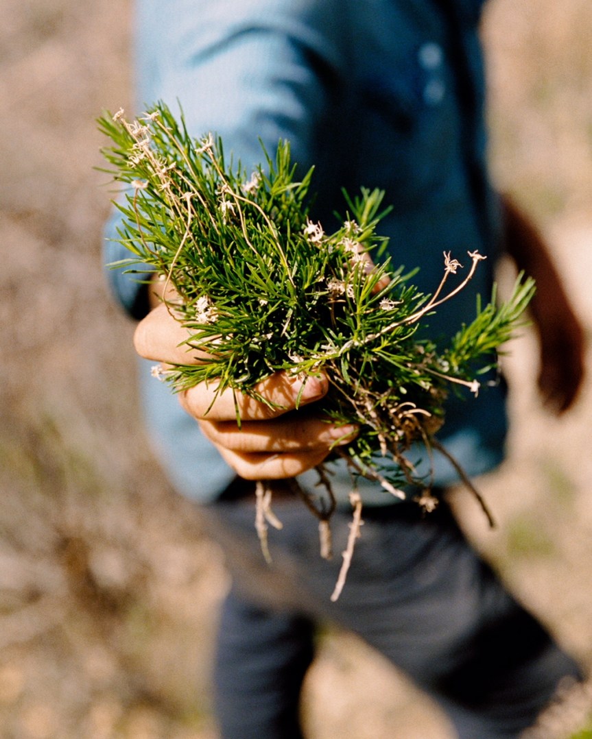 WILDCRAFTING: GETTING TO THE ROOT OF OUR&nbsp;ETHOS