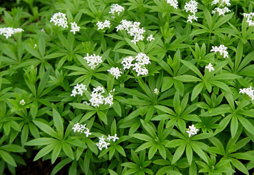 Spring Herb: Sweet Woodruff  {Asperula odorata / Galium&nbsp;odoratum}