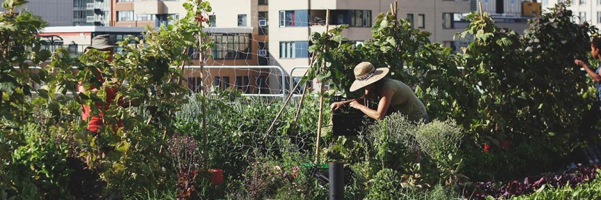 Ryerson Urban Farm: Student-led rooftop farm creating opportunities to learn about growing&nbsp;food