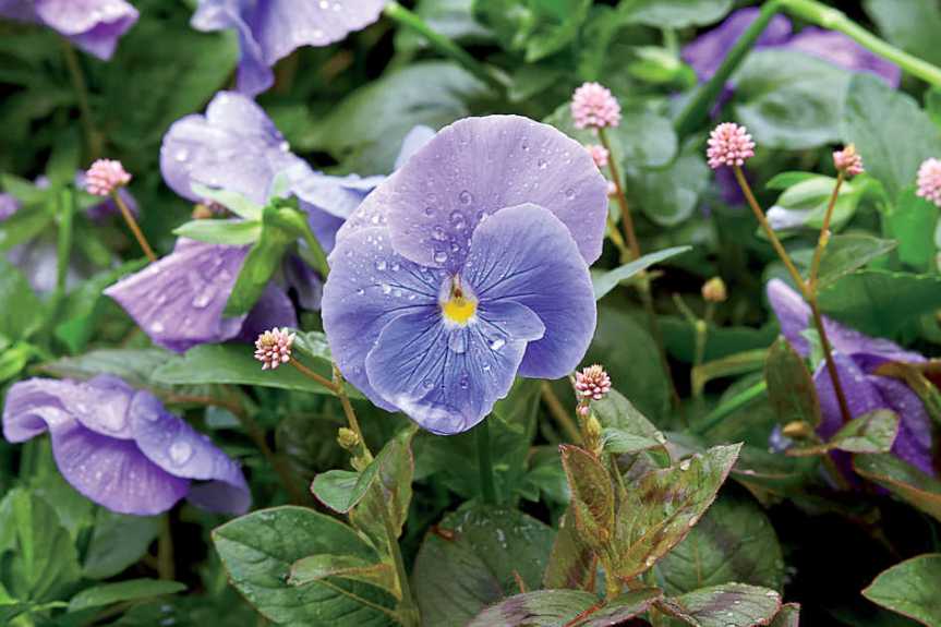 Medicinal and Culinary Uses for the Shy&nbsp;Violet