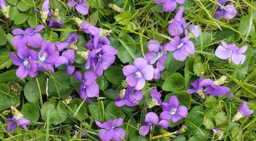Violets are Delicious