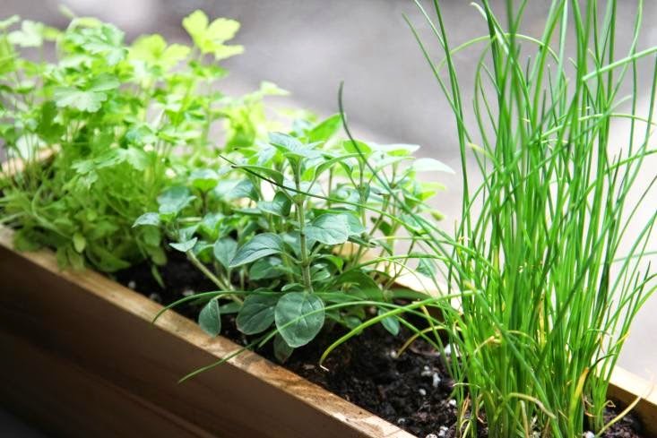 Herbs for Your&nbsp;Windowsill