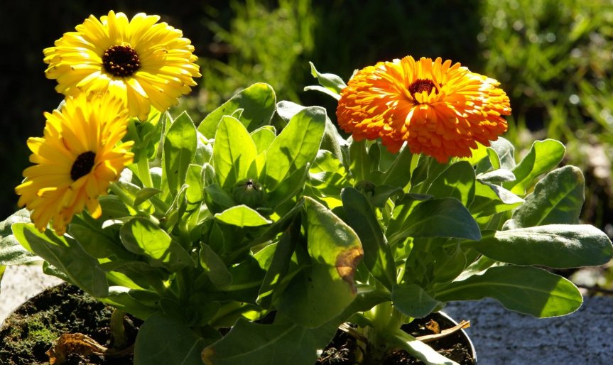 Celebrate Calendula Flowers
