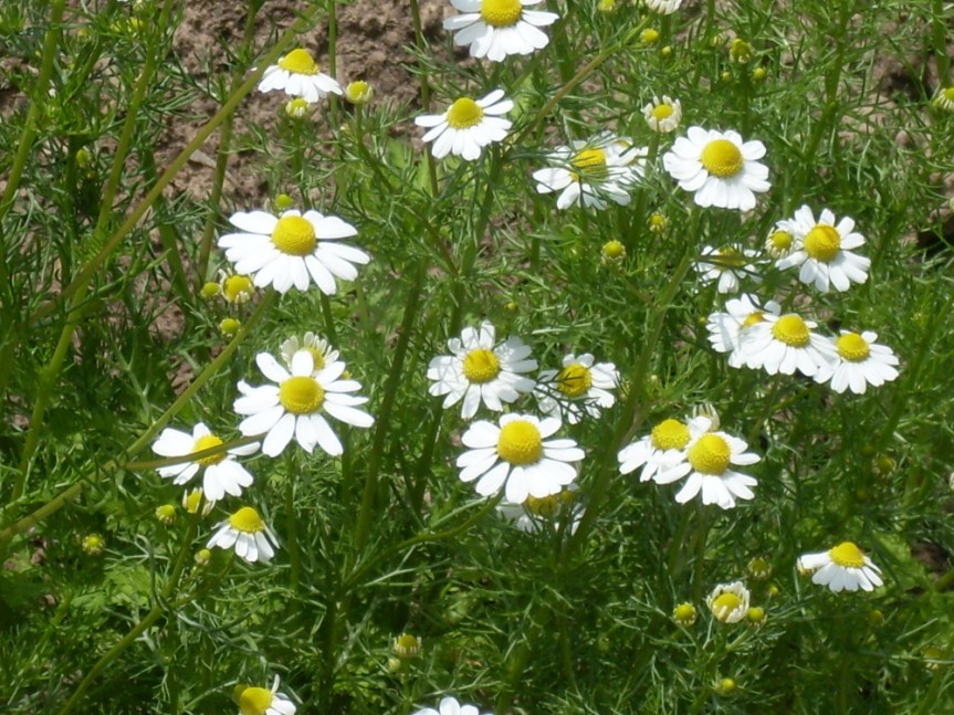 The Magic of&nbsp;Chamomile