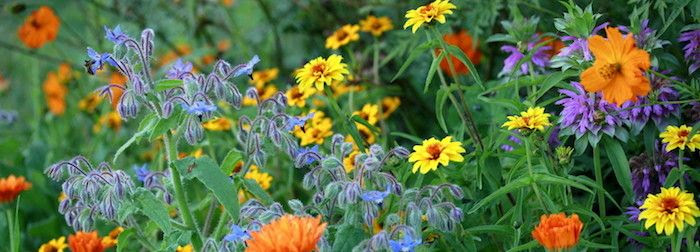 Growing Edible Flowers in Your&nbsp;Garden