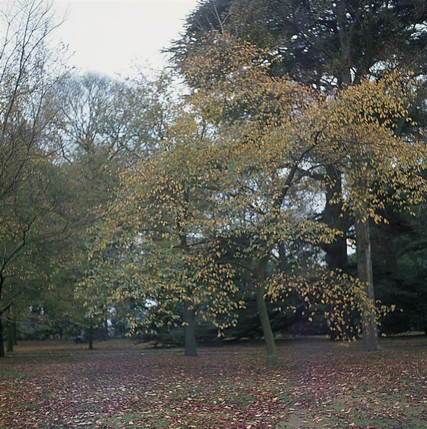 Health Benefits of Slippery&nbsp;Elm