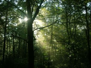 Sacred rays of the sun