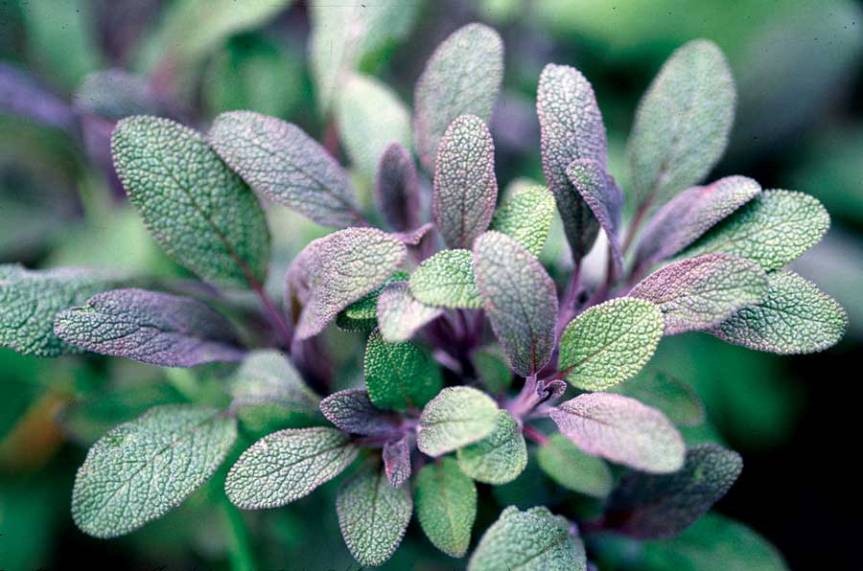 Sage Varieties: Growing Tips and&nbsp;Recipes