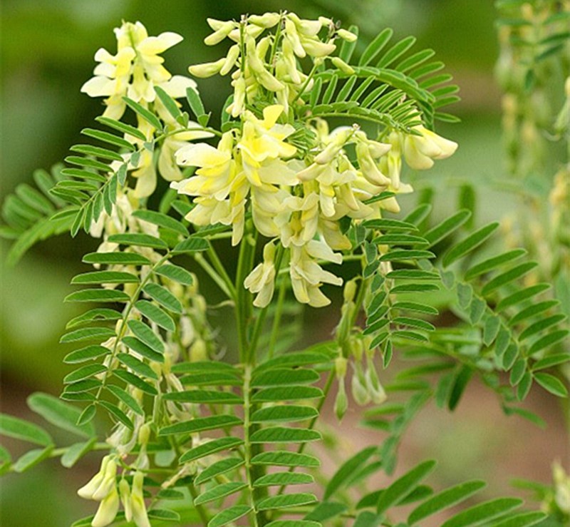 Astragalus; Adaptogen Herb for Stress and&nbsp;Balance