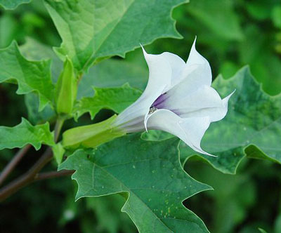 Thornapple, Gender and Ritual Application | Coby Michael&nbsp;Ward