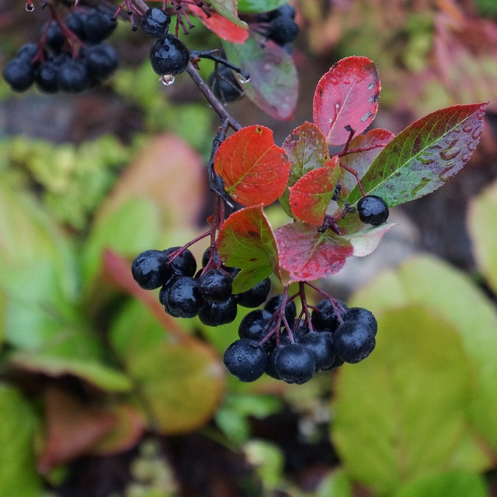 Food as Medicine: Black Chokeberry (Aronia melanocarpa,&nbsp;Rosaceae)